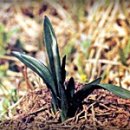 금조상사 이미지