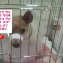 행운냥이 이미지