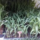 중앙종묘사 이미지