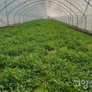 윤정 농장 이미지