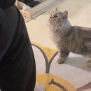 고양이 행복구역 이미지