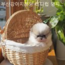 부산강아지분양 테디럽 명지본점 | 부산강아지분양 테디럽 명지본점 고객 중심의 세심하고 꼼꼼한 분양처