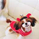 콩이 네이버블로그