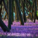 소나무숲아래 이미지