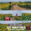 강주마을회관 | 함안가볼만한곳 강주해바라기마을 축제 미리 다녀온 후기