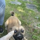 경기켄넬 이미지