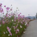 소월1리 이미지