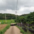 향림동산(흑염소농장) 이미지