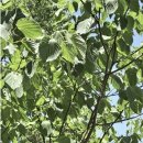 헛개나무 효능 이미지