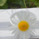 화이트펫# 이미지