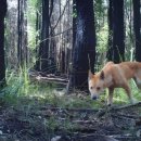 딩고 네이버블로그