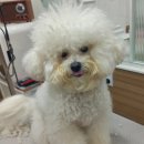 설 grooming 이미지