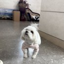 (주)코스코리아 | 하동여행|아시아 최장 코리아짚와이어 4코스후기(주차/가격/코스후기)