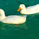 닭오리의 꿈 이미지