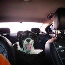 단비네 애견미용 이미지