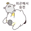 페트리코 이미지