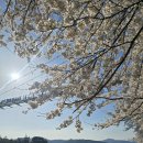 춘천 벚꽃명소 공지천 유원지 후기. 의암호 출렁다리, 스카이워크까지!