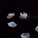 한 떨기의 꽃 이미지