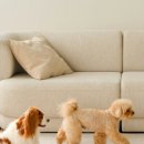 올데이펫 이미지