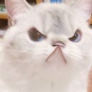 딱대 이미지