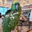 앵무새카페 이미지