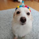 댕케이크 이미지