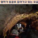 11편 동유럽 슬로베니아 세계 2위 포스토이나 동굴 탐방~ 이미지