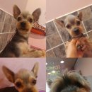 코코펫살롱&호텔 이미지