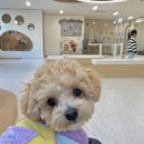 더누리개 이미지