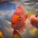 우리 가족 꿈의 수족관 이미지