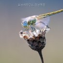 모닝레지던스 - 강남구 언주로115길 7 | 모닝레지던스
