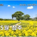 하천 실시간 감시 | 청주 5월 가볼만한곳 이팝나무길 유채꽃 실시간 후기