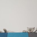 묘랑묘랑 일산점 이미지