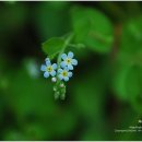 꽃마리(Pendunculate Trigo-notis) 이미지
