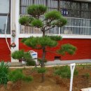 영산초등학교 Daum카페