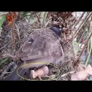 Dad CRYS Watching it's Spouse Pushing Baby birds Out off the Nest | Story o 이미지