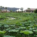 연꽃펜션 이미지