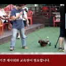 못된강아지 이미지
