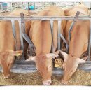 늘찬목장 이미지