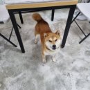 수원시바견 이미지