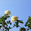 장미로 61 이미지