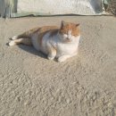 금동이네 이미지