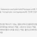 골드퍼피 이미지