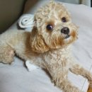 드도그카페 이미지