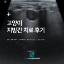 지금동물병원 | 남양주 고양이 동물병원, 고양이 지방간 치료 후기