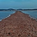 낙지명장 이미지