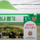 강원도 양양 가볼만한곳 양양 축제 양양송이축제 후기