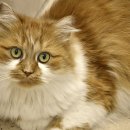 귀족동물병원 이미지