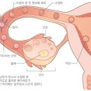 [풀마루 자연만을 유기농 흑마늘진액20] 임신기원! 여자의 자궁건강도 중요해요~ 흑마늘로 자궁을 튼튼하게!! 이미지