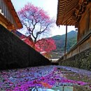 화엄사1로 이미지